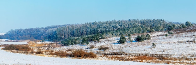 Paesaggio invernale con abeti rossi coperti di neve nella foresta invernale con tempo soleggiato, panorama