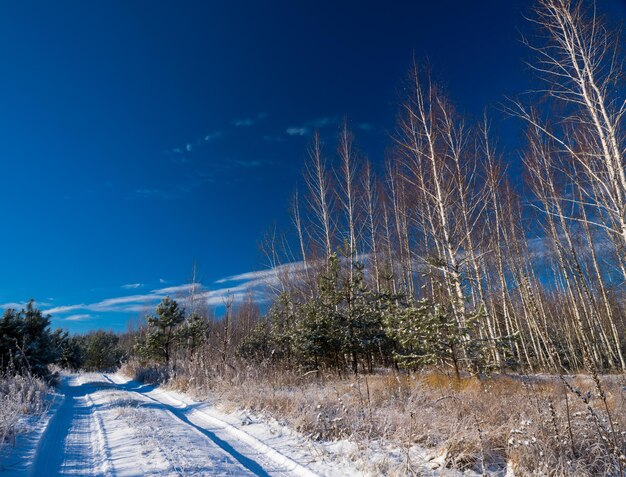 Paesaggio invernale con abeti.