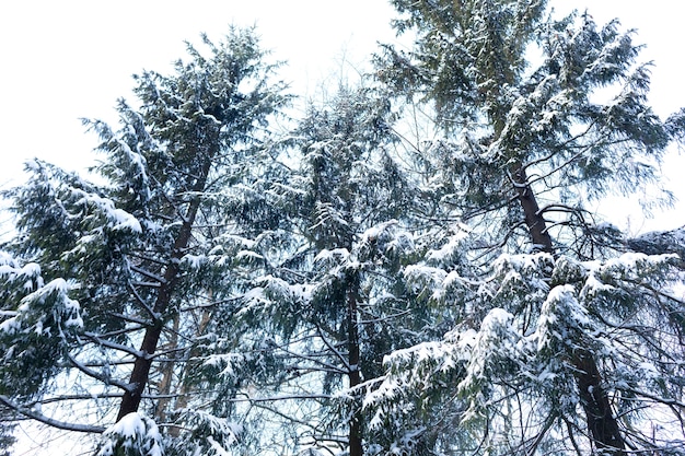 Paesaggio invernale con alberi ad alto fusto e neve