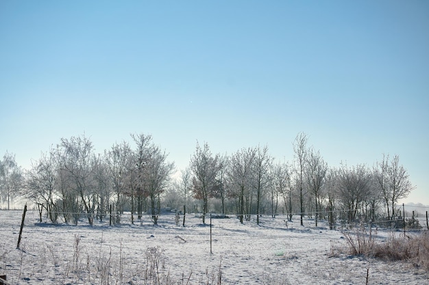 Paesaggio invernale con alberi alla fine di un campo nel freddo gelido periodo natalizio