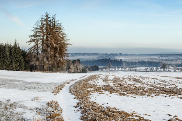 Paesaggio invernale con alberi congelati in campo e cielo blu