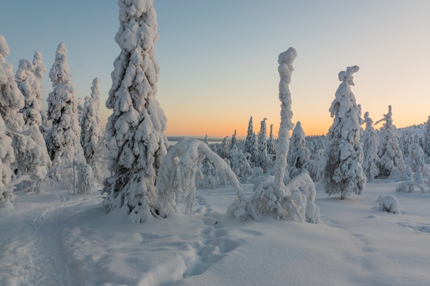 Paesaggio invernale con alberi coperti di neve nella foresta di inverno.