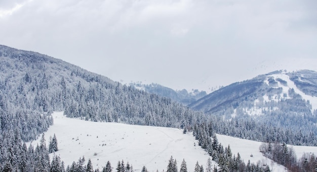 Paesaggio invernale con alberi coperti di neve paesaggio di brina in inverno gelido mattino nella foresta