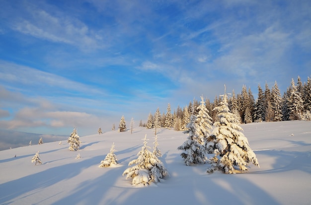 Paesaggio invernale con alberi coperti di neve