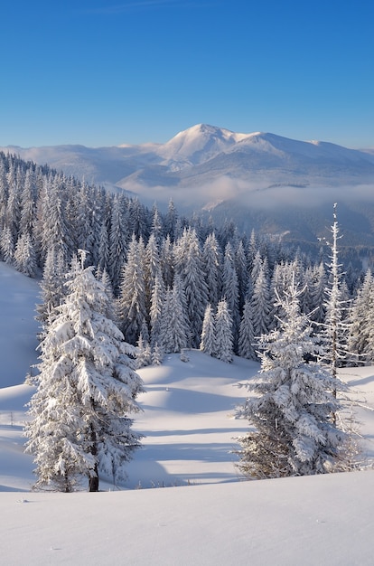 Paesaggio invernale con alberi coperti di neve