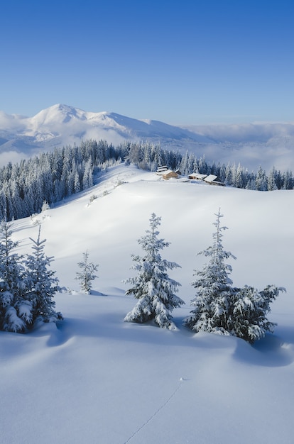 Paesaggio invernale con alberi coperti di neve