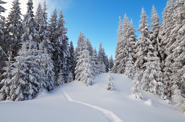 Paesaggio invernale con alberi coperti di neve