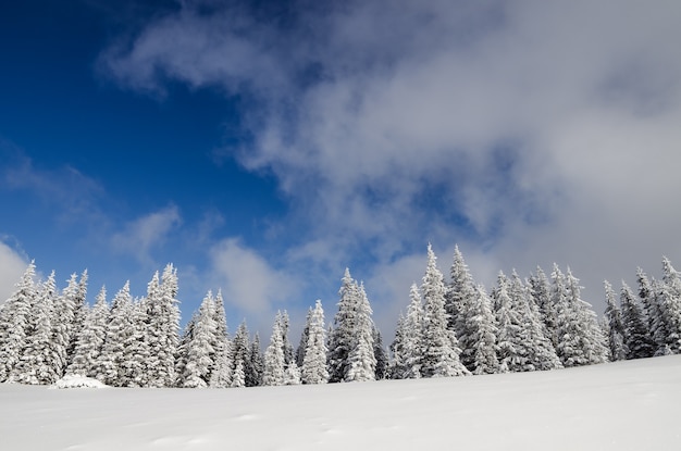 Paesaggio invernale con alberi coperti di neve