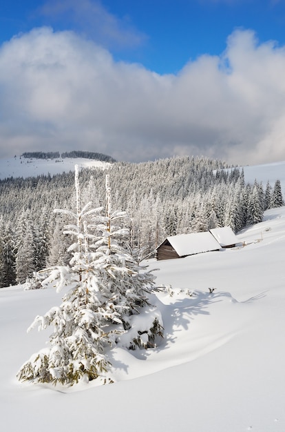 Paesaggio invernale con alberi coperti di neve