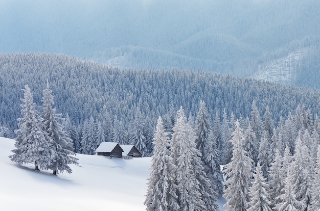 Paesaggio invernale con alberi coperti di neve