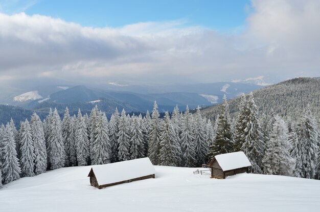 Paesaggio invernale con alberi coperti di neve