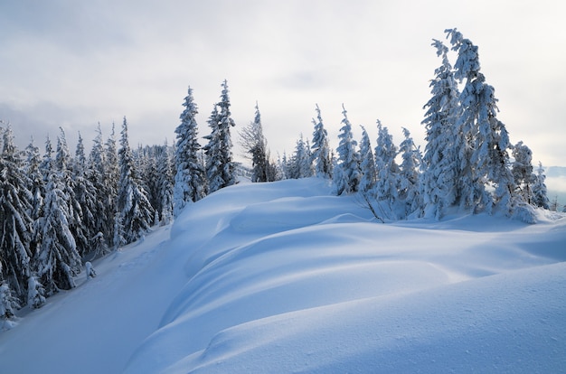 Paesaggio invernale con alberi coperti di neve