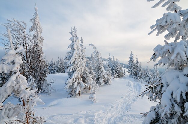 Paesaggio invernale con alberi coperti di neve