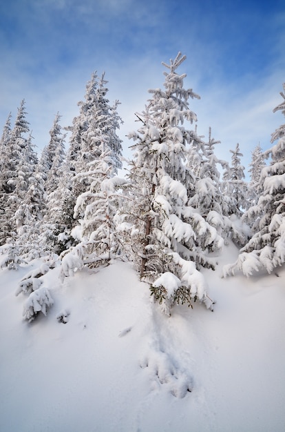 Paesaggio invernale con alberi coperti di neve