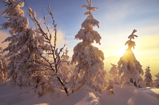 Paesaggio invernale con alberi coperti di neve