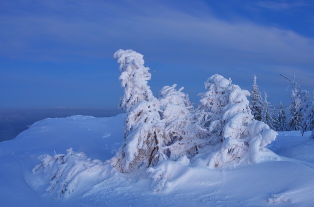 Paesaggio invernale con alberi coperti di neve