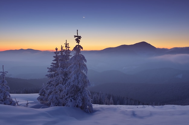 Paesaggio invernale con alberi coperti di neve