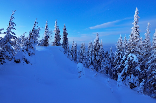 Paesaggio invernale con alberi coperti di neve