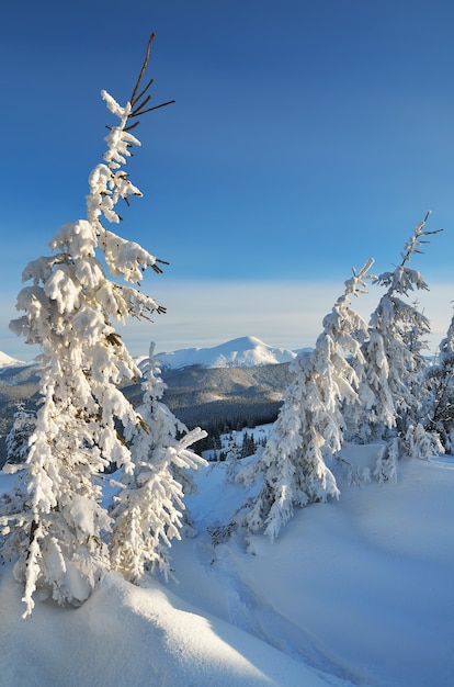 Paesaggio invernale con alberi coperti di neve