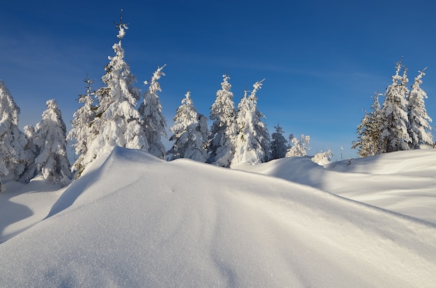 Paesaggio invernale con alberi coperti di neve