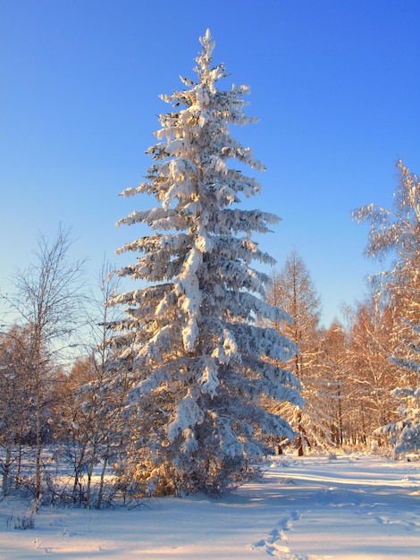 Paesaggio invernale con alberi di neve.