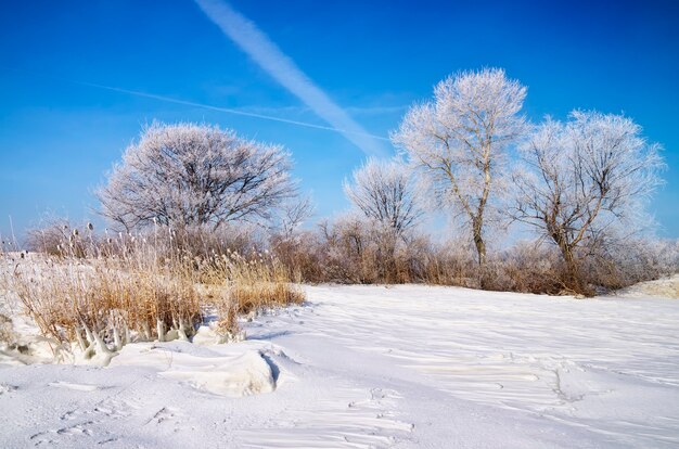 Paesaggio invernale con alberi e fiume ghiacciato