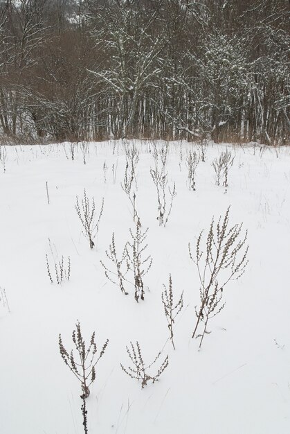 Paesaggio invernale con alberi ghiacciati.