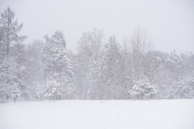 Paesaggio invernale con alberi innevati e fiocchi di neve.