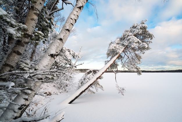Paesaggio invernale con alberi innevati sulla riva di un lago ghiacciato.