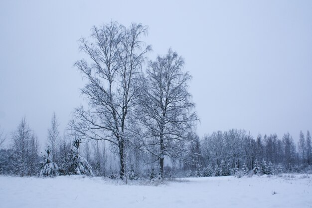 Paesaggio invernale con alberi innevati.
