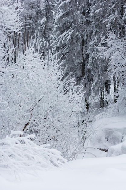 Paesaggio invernale con alberi innevati