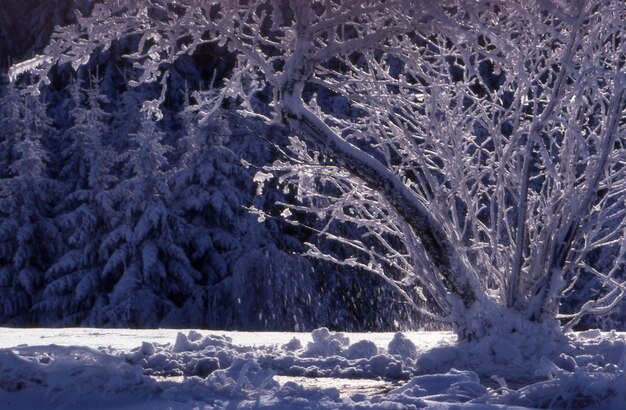 paesaggio invernale con alberi innevati