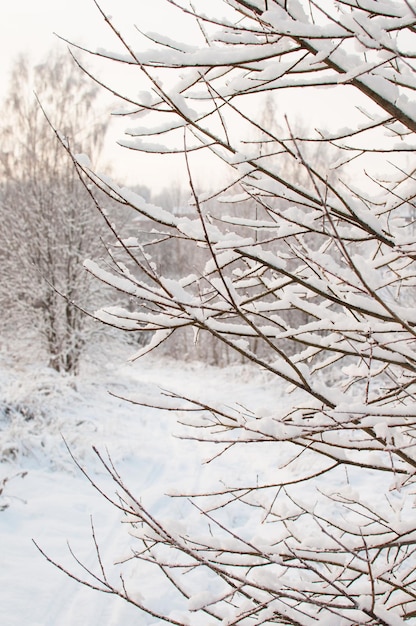 Paesaggio invernale con alberi nella neve contro il cielo