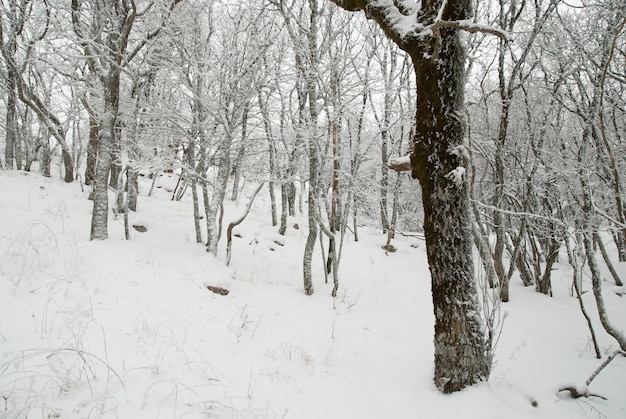 Paesaggio invernale con alberi nella neve