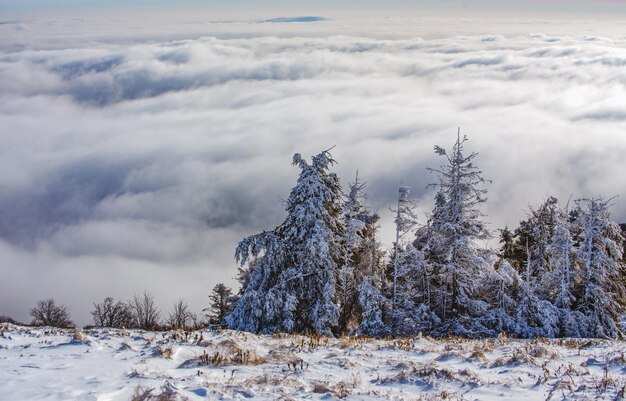Paesaggio invernale con alberi ricoperti di neve scena invernale con foresta innevata