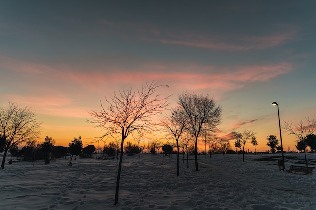 Paesaggio invernale con alberi spogli e cespugli che crescono sul prato innevato nella luce del tramonto in campagna