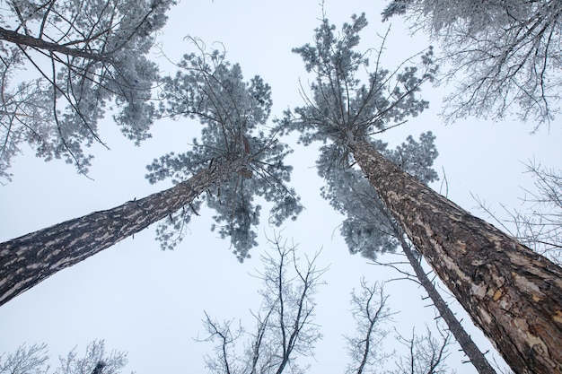 Paesaggio invernale con alberi