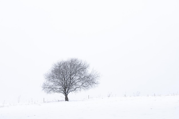 Paesaggio invernale con albero isolato su un campo durante la tempesta di neve slovacchia europa