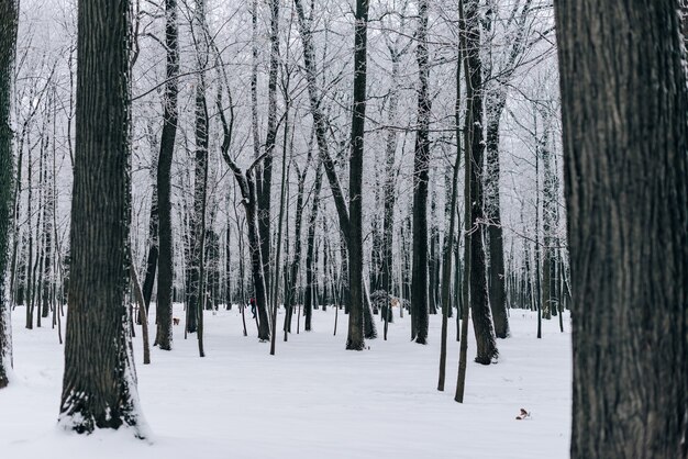 Paesaggio invernale con bellissimi alberi coperti di neve e gelo con tempo nuvoloso