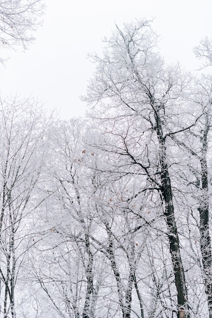 Paesaggio invernale con bellissimi alberi coperti di neve e gelo con tempo nuvoloso