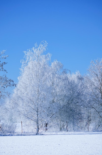 Paesaggio invernale con betulle nevose ghiacciate sul campo innevato Paesaggio gelido