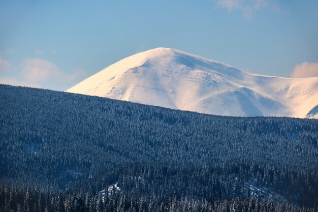 Paesaggio invernale con colline di alta montagna ricoperte da una foresta di pini sempreverdi dopo abbondanti nevicate in una fredda giornata invernale.