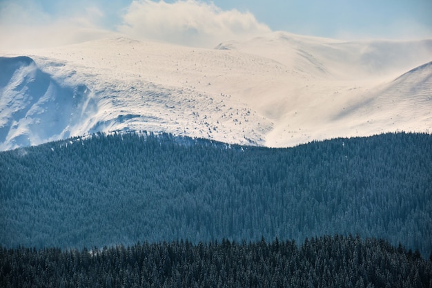 Paesaggio invernale con colline di alta montagna ricoperte da una foresta di pini sempreverdi dopo abbondanti nevicate in una fredda giornata invernale.