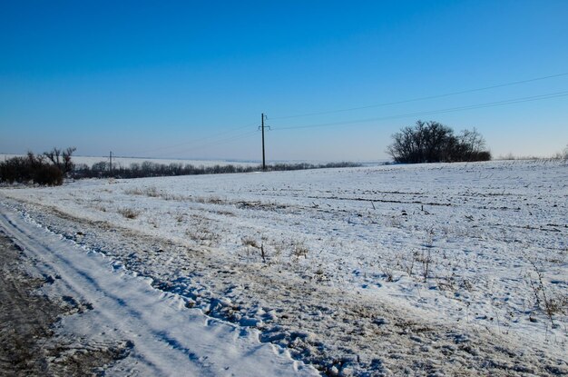 Paesaggio invernale con colline e alberi secchi