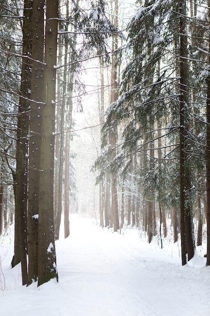 Paesaggio invernale con foresta e neve