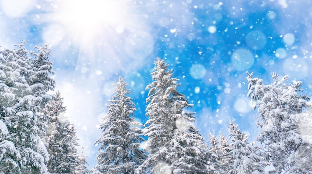 Paesaggio invernale con foreste innevate e sole Monti Rodopi Bulgaria