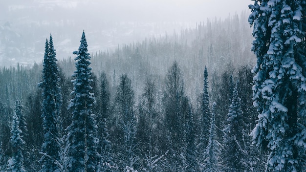 Paesaggio invernale con forti nevicate e nebbia nella foresta di pini Sfondo invernale dai toni