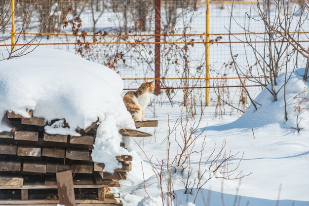 Paesaggio invernale con gatto sulla neve