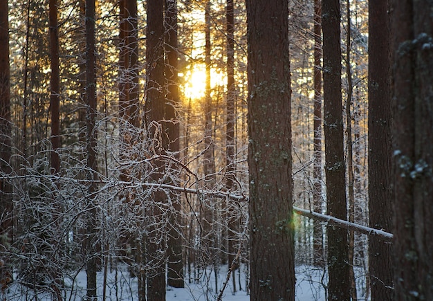 Paesaggio invernale con la pineta e il tramonto