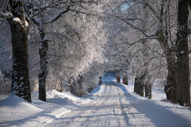 Paesaggio invernale con maestoso viale di alberi smerigliati